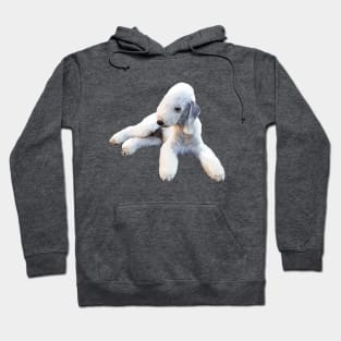 Bedlington Terrier Laying Down Hoodie